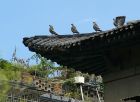 白鸽楼的特色脊兽：白鸽（来源：林轶南摄于2008年8月）