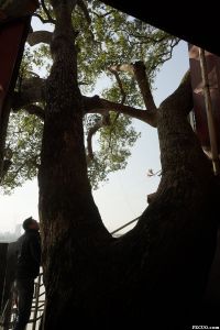 位于金山寺西侧、传说由明代翁正春手植的樟树（连理树）（来源：林轶南摄于2016年2月）