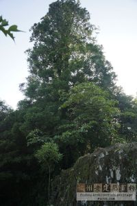 鼓岭美孚洋行别墅（2）前的柳杉树（来源：林轶南摄于2017年5月）